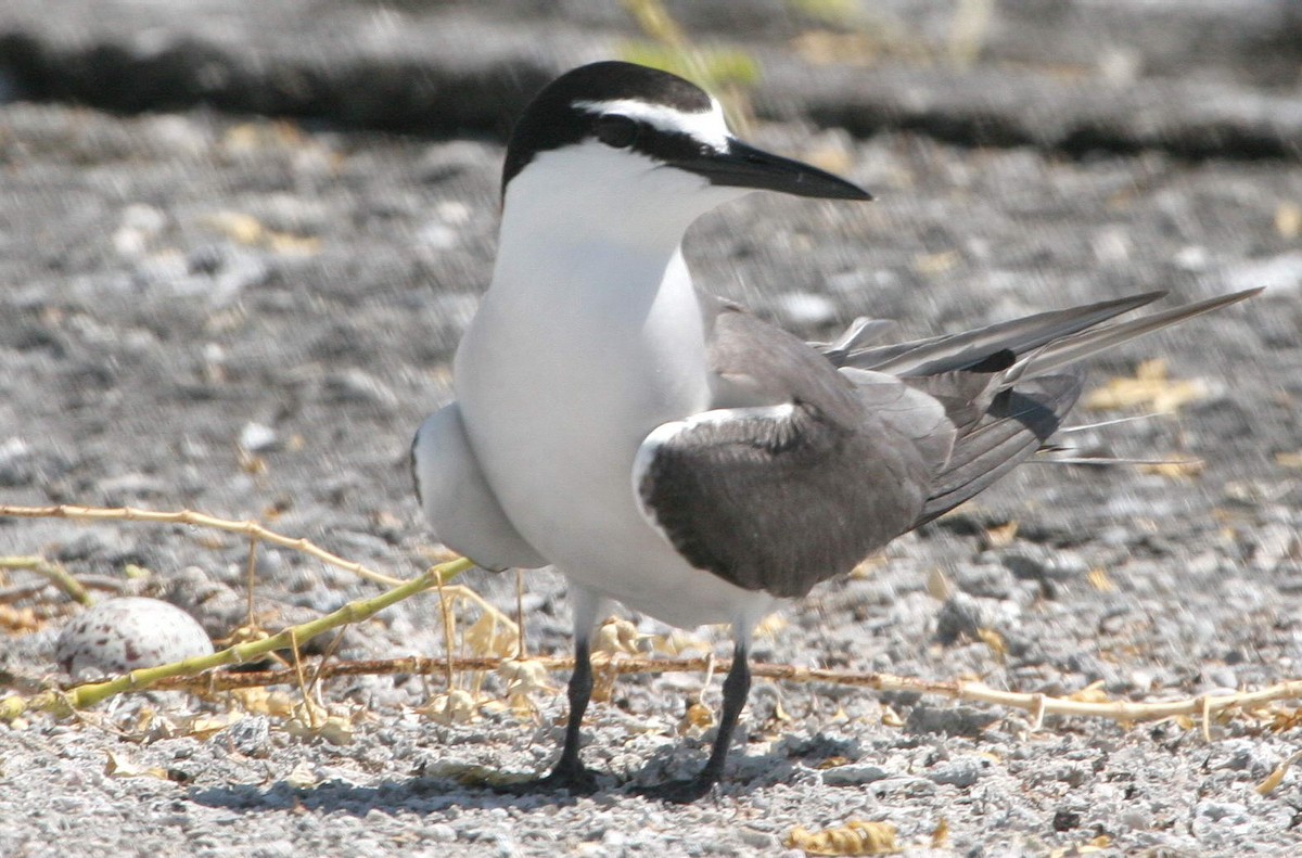 Gray-backed Tern - ML59633781