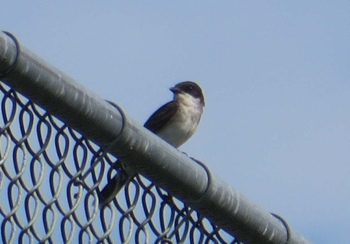 Eastern Kingbird - ML596337861