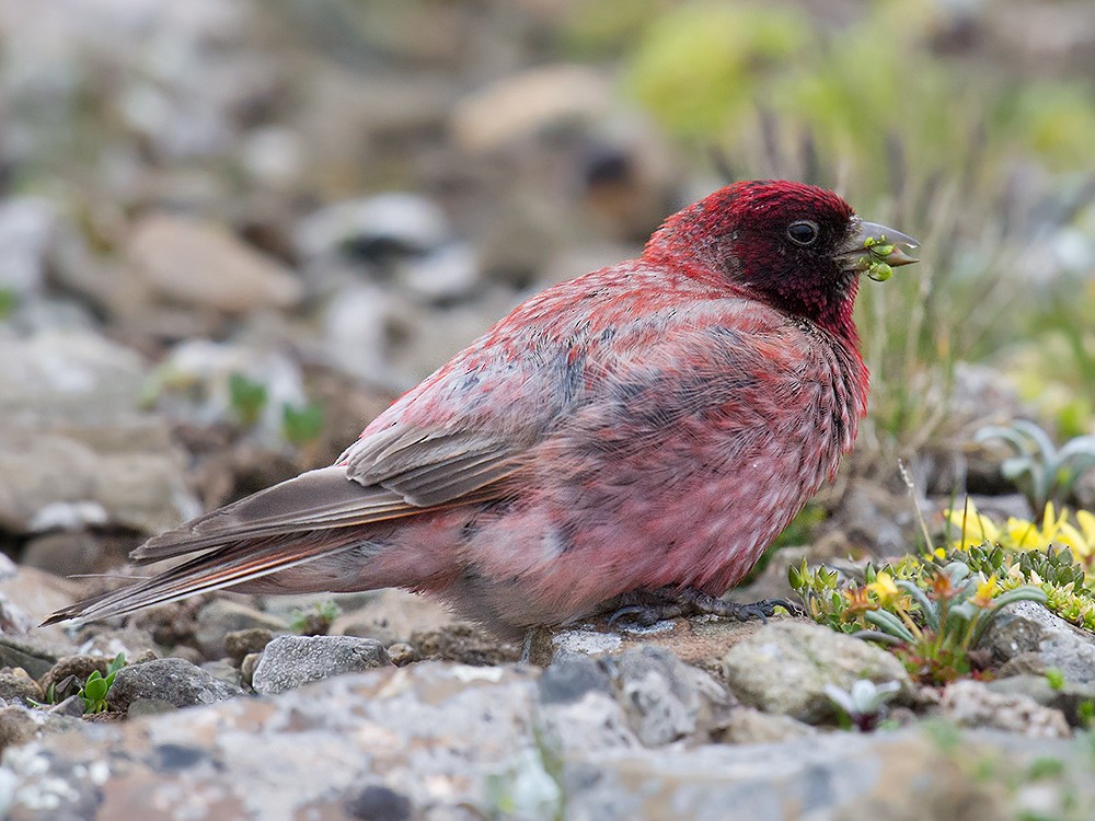 Tibetan Rosefinch - Craig Brelsford