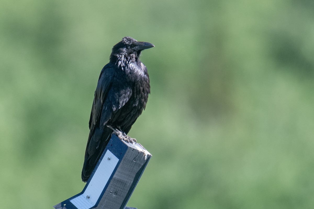 Common Raven - ML596338271