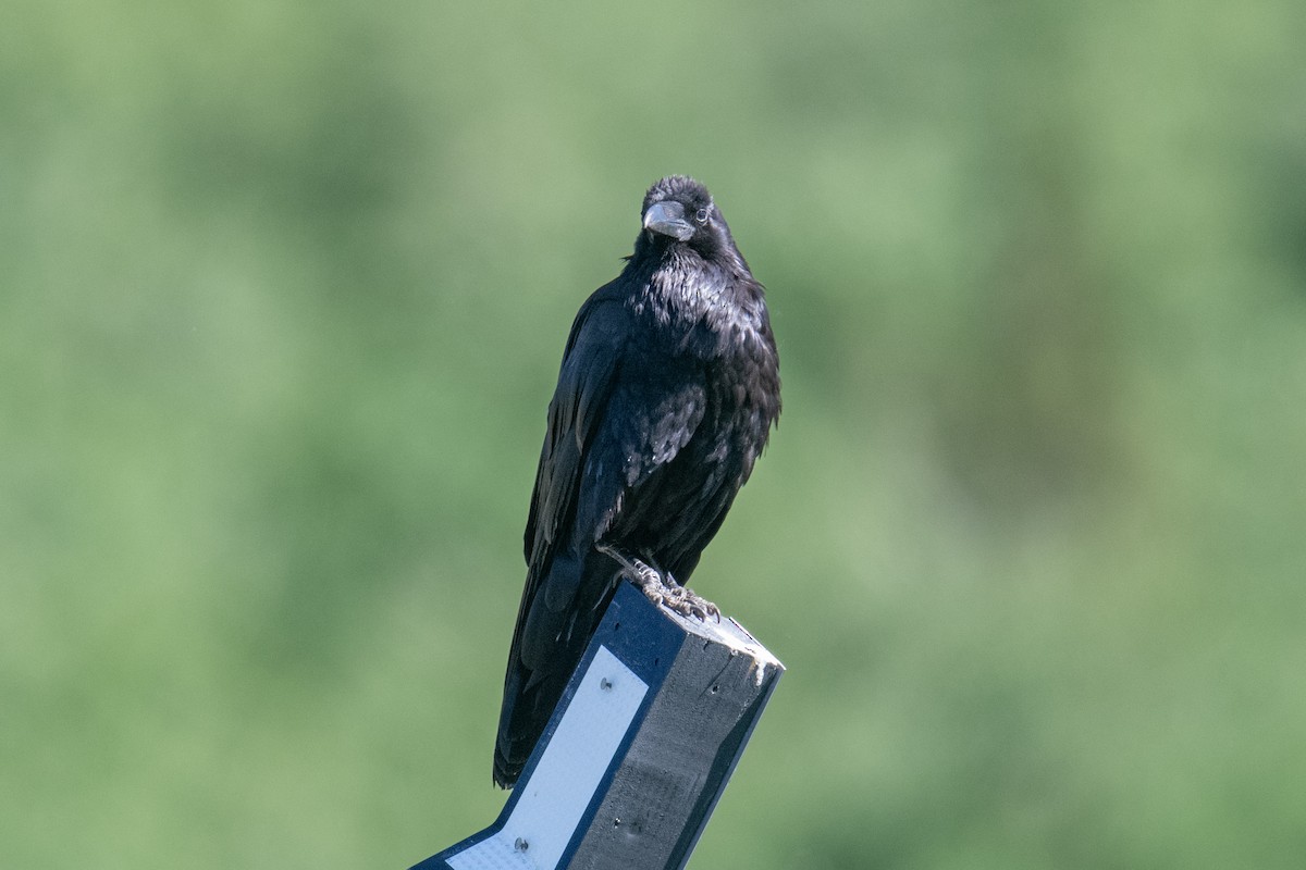 Common Raven - Jeff Bleam