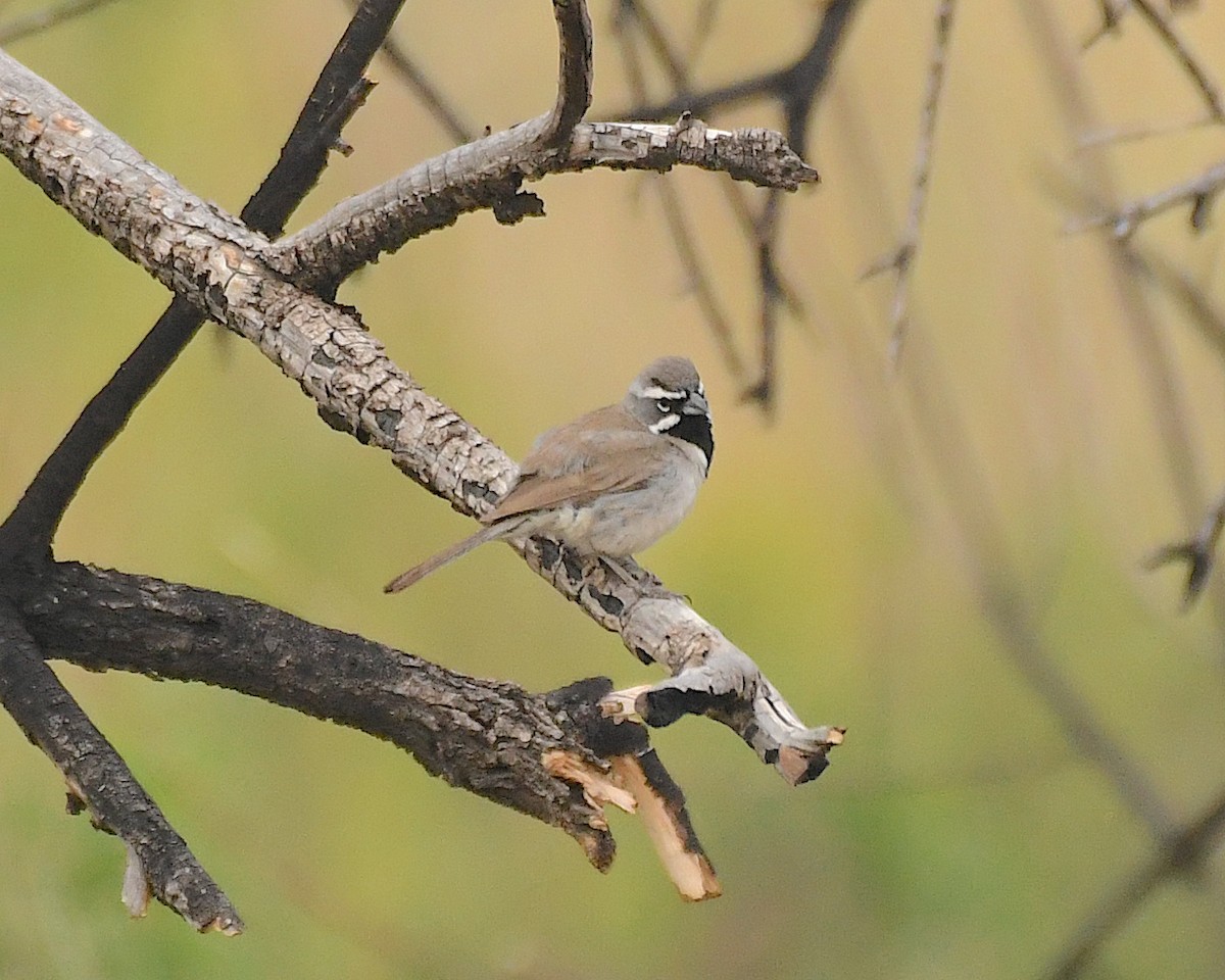 Black-throated Sparrow - Ted Wolff