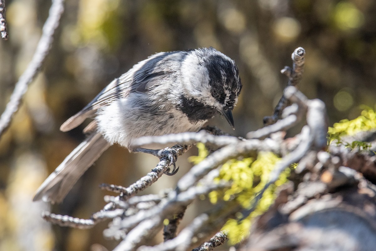 Mountain Chickadee - ML596338381