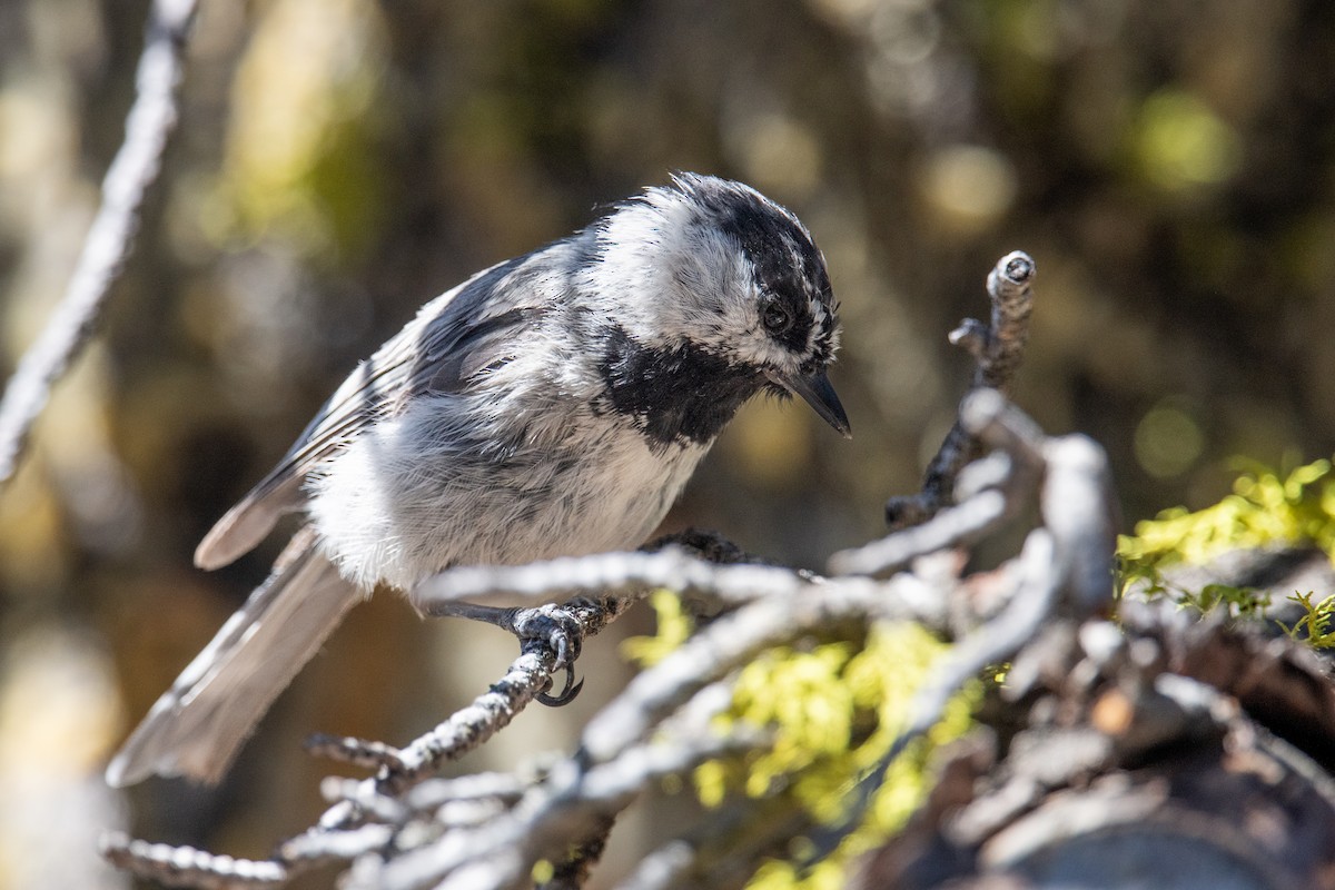 Mountain Chickadee - ML596338391