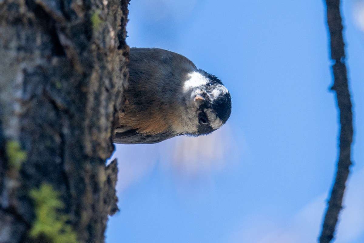 Red-breasted Nuthatch - Jeff Bleam