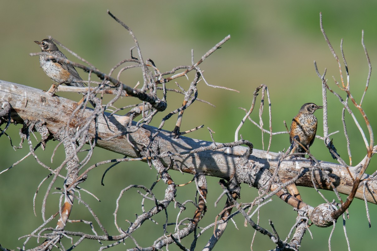 American Robin - ML596338601