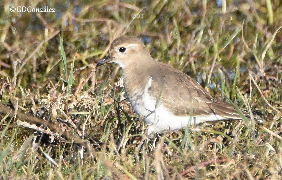 Rufous-chested Dotterel - ML596338621