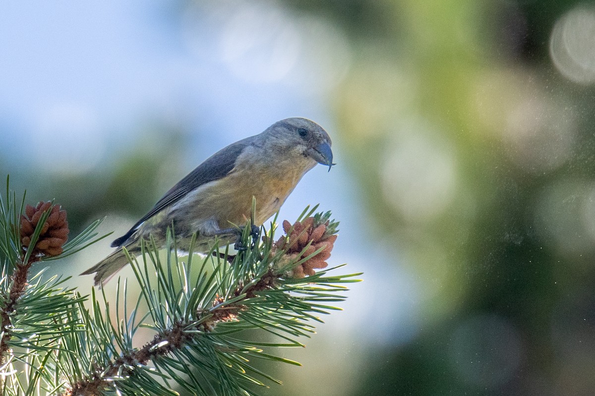 Red Crossbill - ML596338731