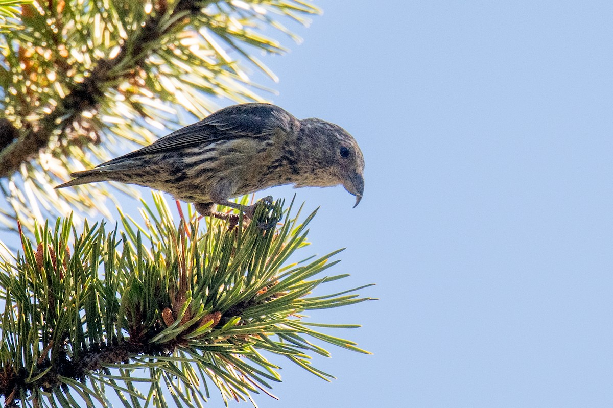 Red Crossbill - ML596338741