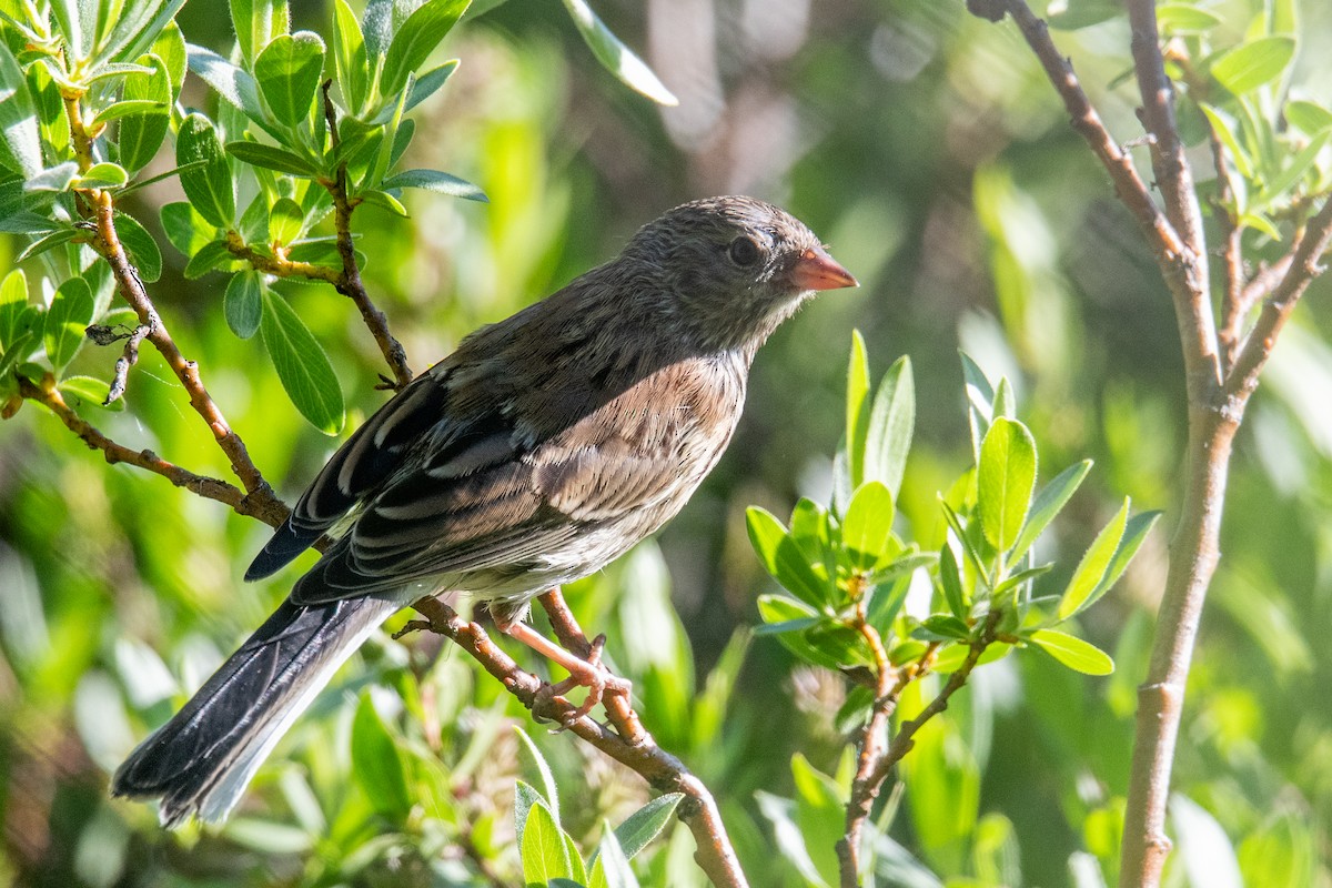 Junco Ojioscuro (grupo oreganus) - ML596338781