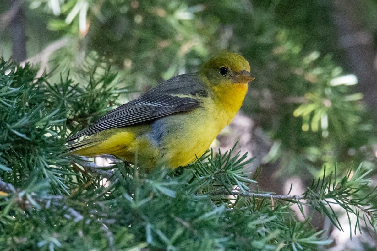 Western Tanager - Jeff Bleam