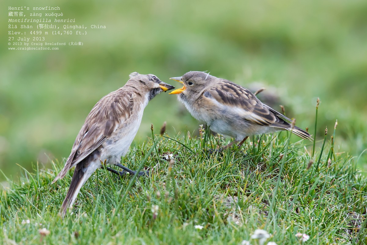 チベットユキスズメ - ML59633931