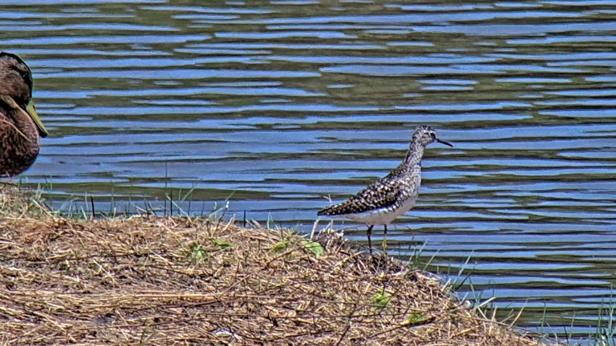 Шугуйн хөгчүү - ML596339331