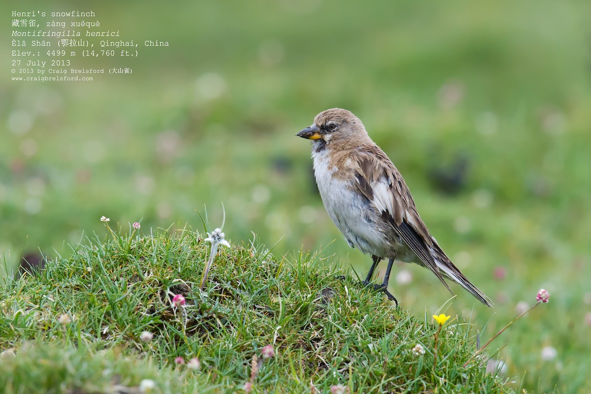 Tibetan Snowfinch - Craig Brelsford