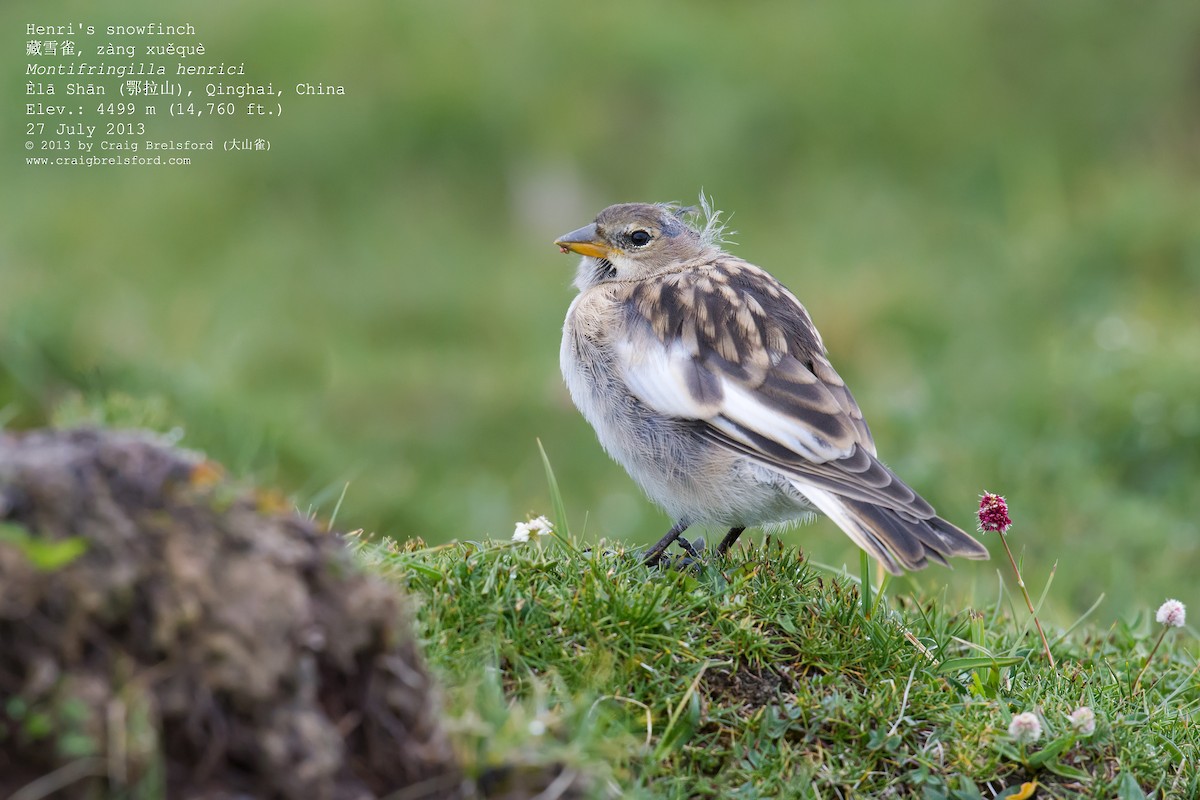 Tibetan Snowfinch - ML59633951