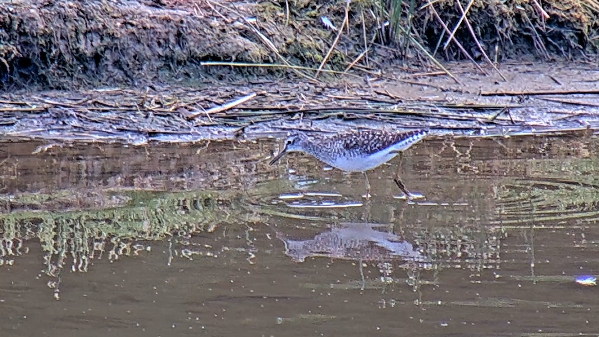 Шугуйн хөгчүү - ML596339581