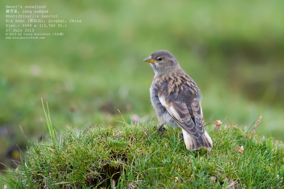 Tibetan Snowfinch - ML59633961