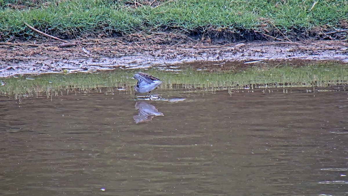 Шугуйн хөгчүү - ML596339611