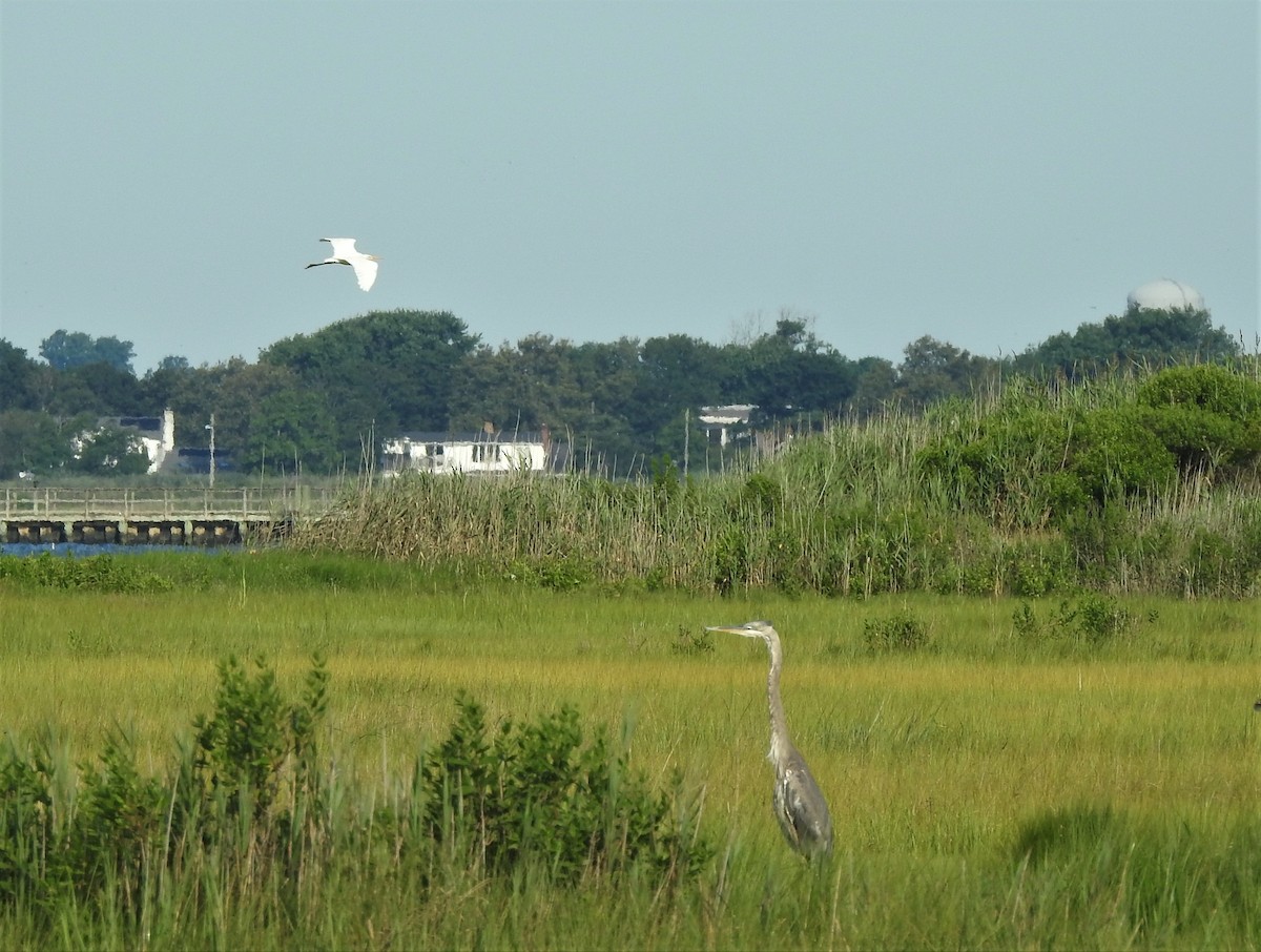 Great Blue Heron - ML596339651