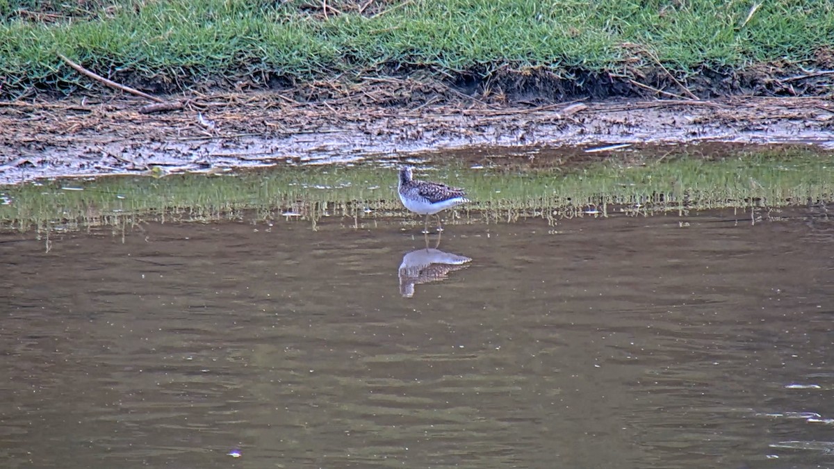 Шугуйн хөгчүү - ML596339661