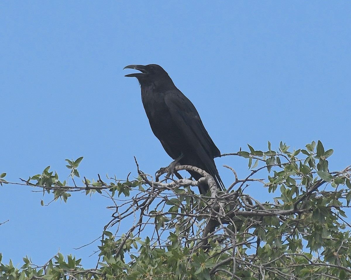 Common Raven - Ted Wolff