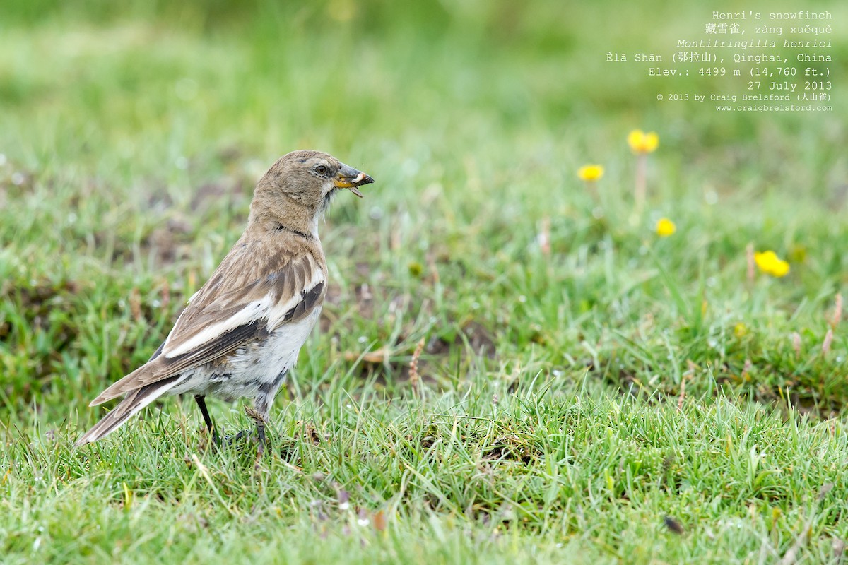 Tibetan Snowfinch - ML59633981