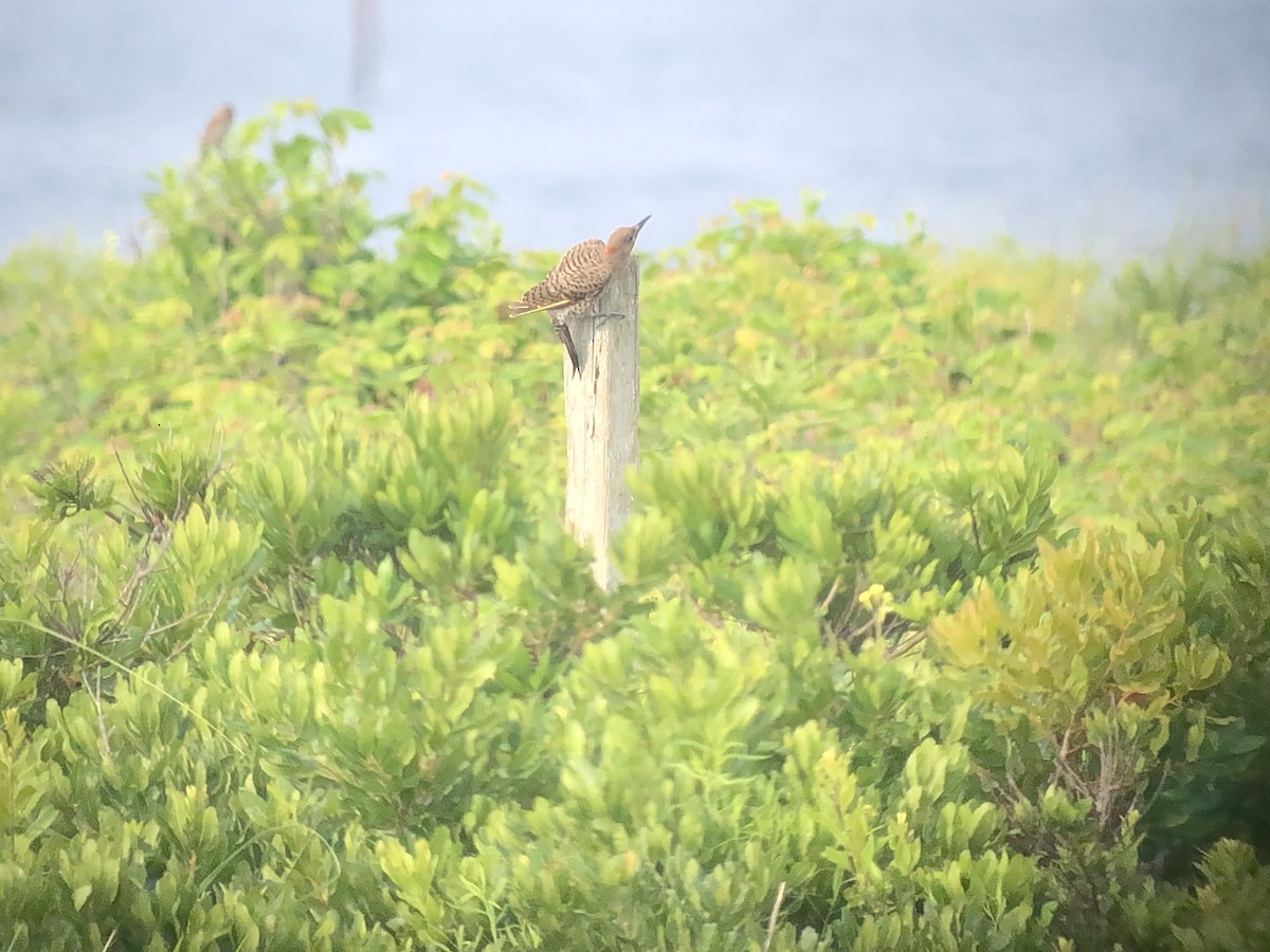 Northern Flicker (Yellow-shafted) - Marshall Iliff