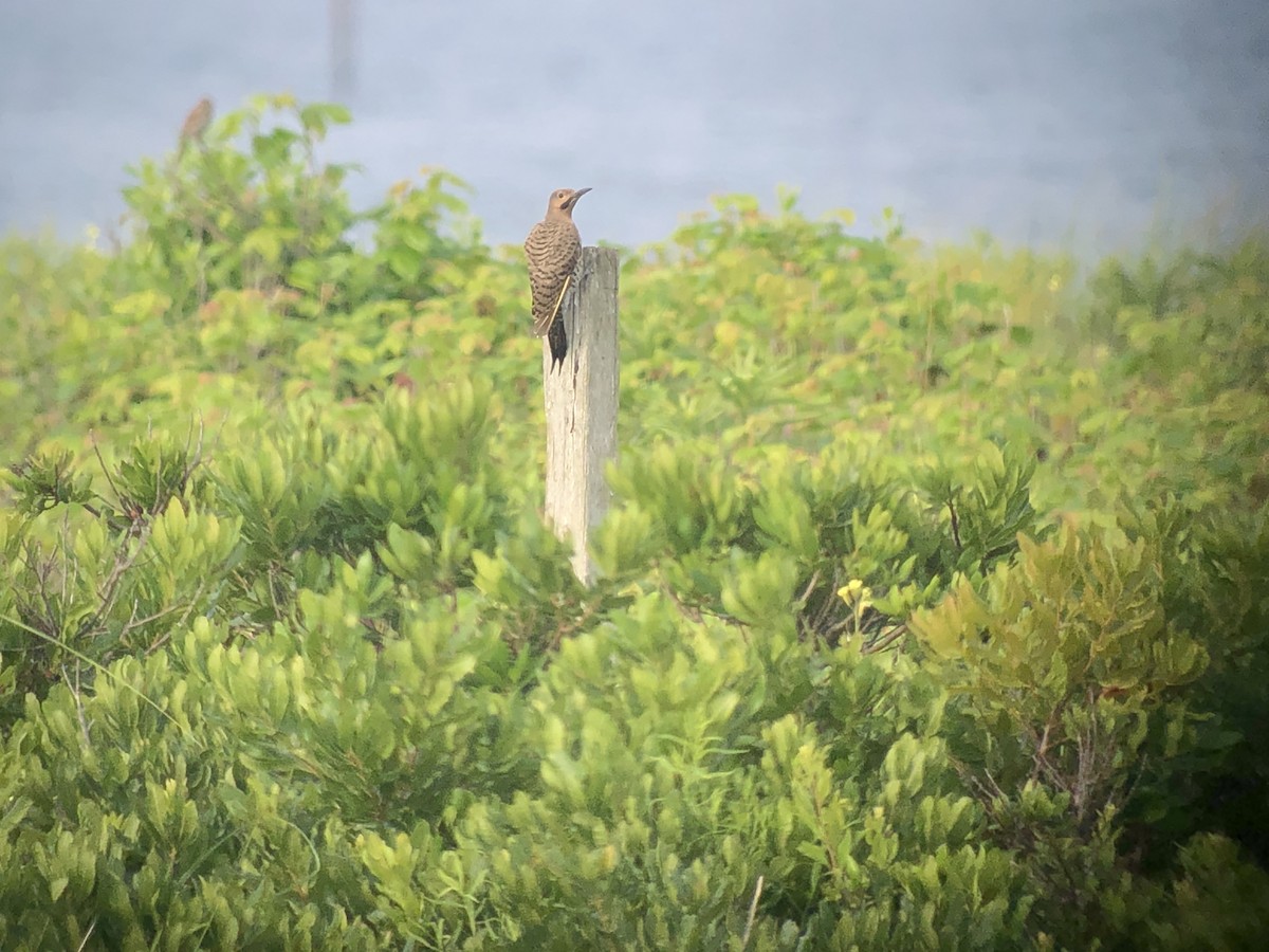 Northern Flicker (Yellow-shafted) - Marshall Iliff