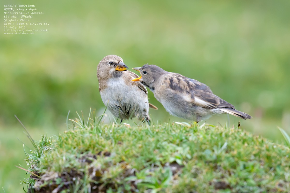 Tibetan Snowfinch - ML59633991