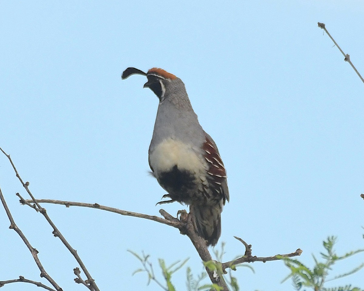 Gambel's Quail - Ted Wolff