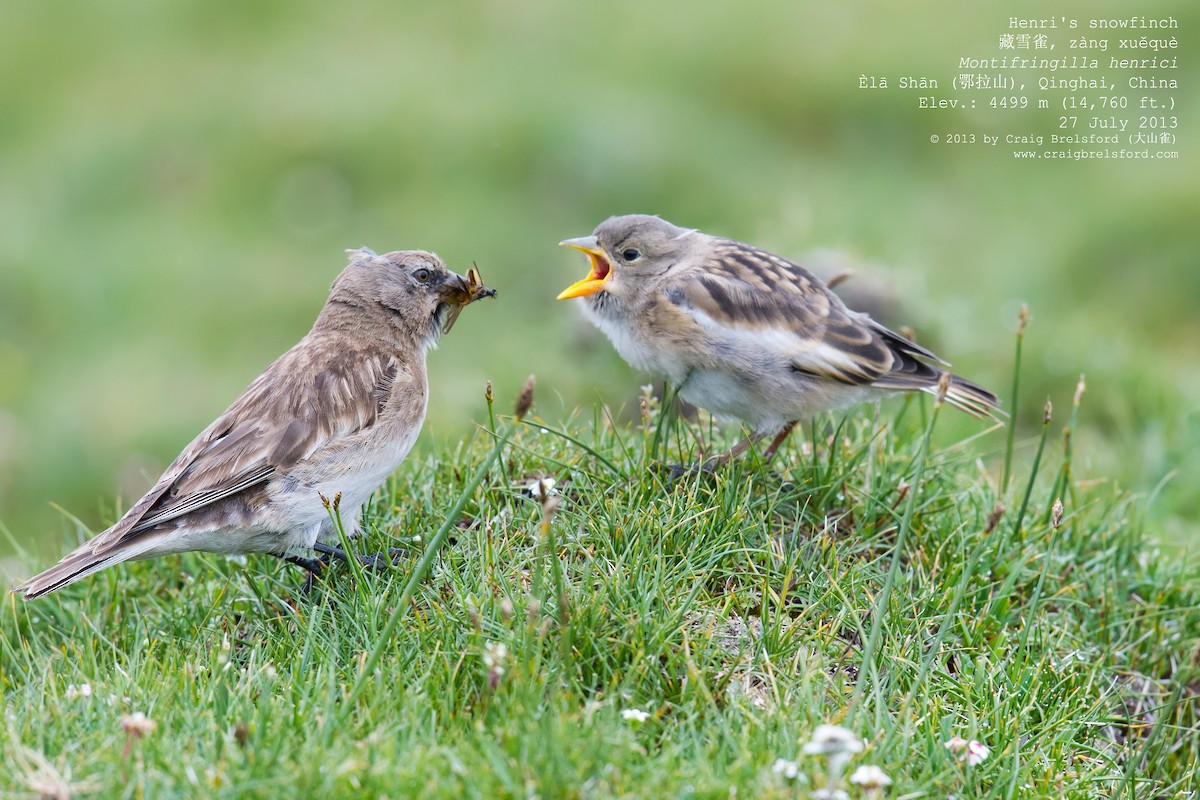 Tibetan Snowfinch - ML59634011