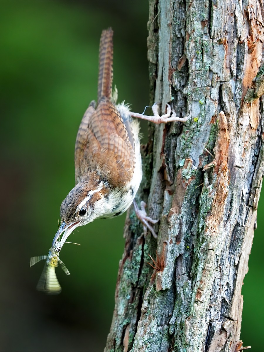 Carolina Wren - ML596340241