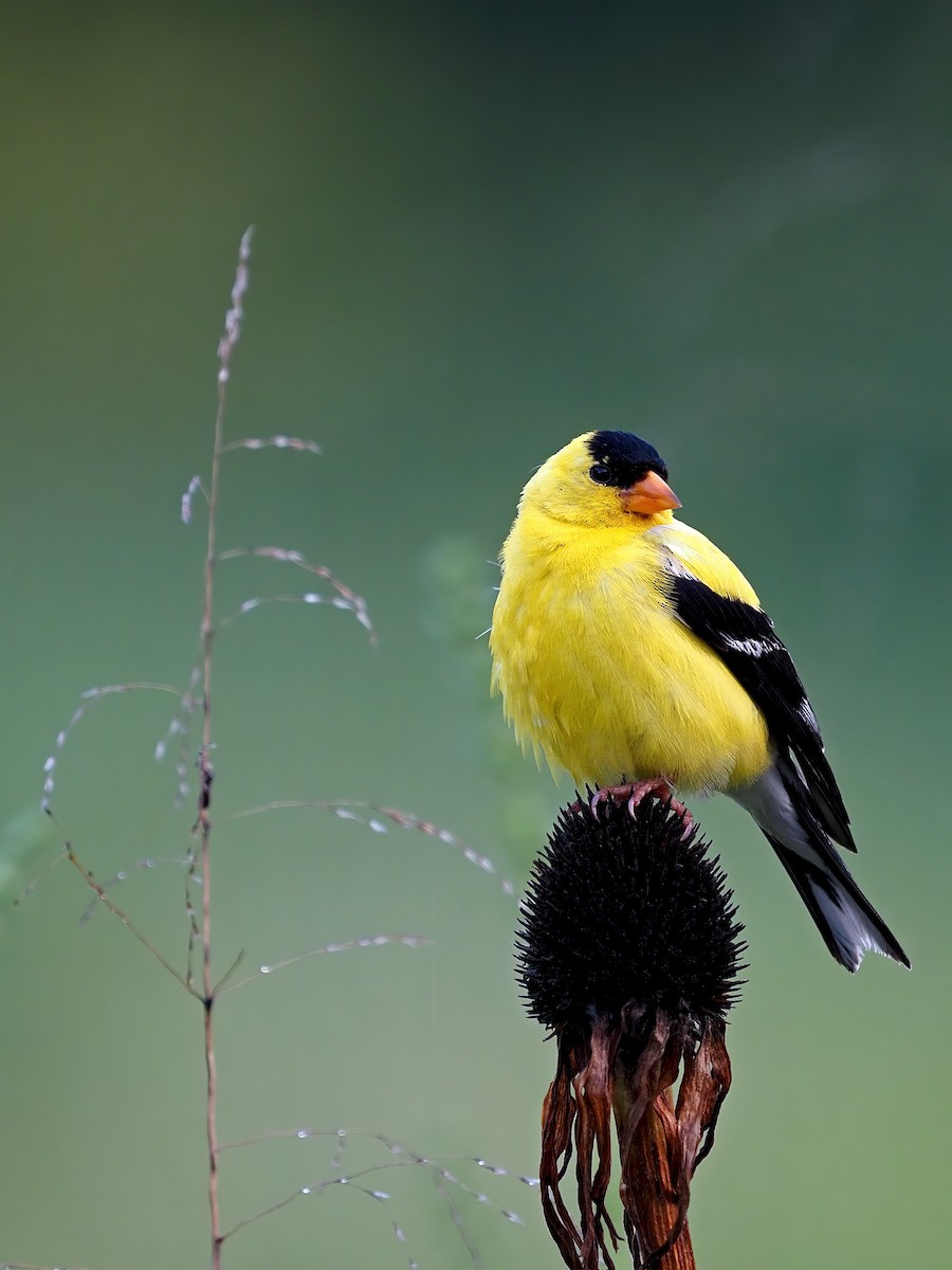 American Goldfinch - ML596340301