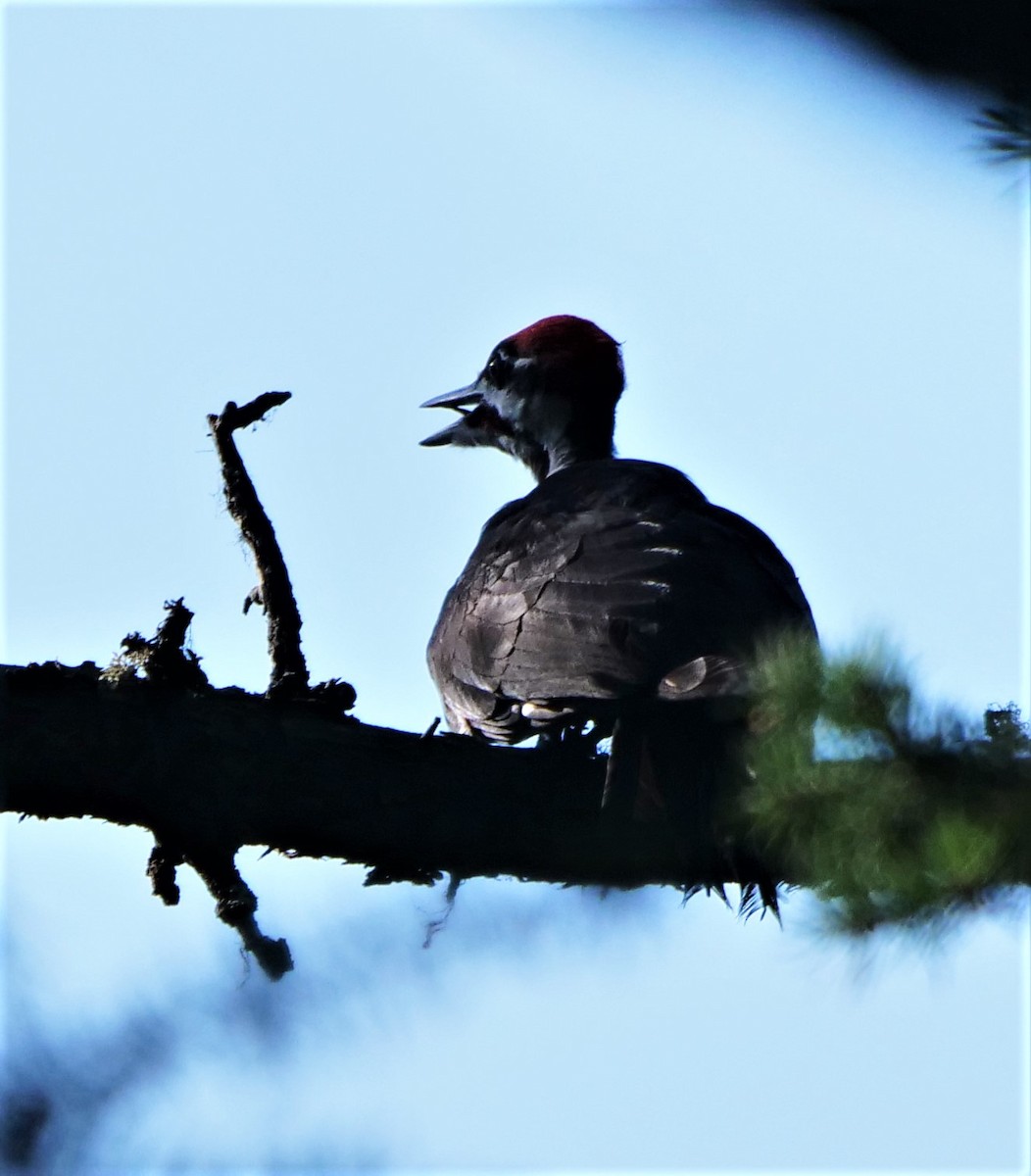 Pileated Woodpecker - Graham Hutchison