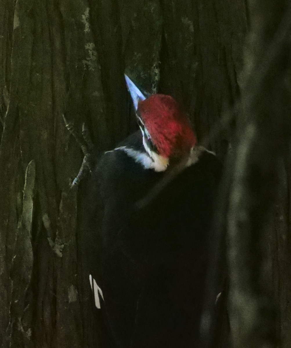 Pileated Woodpecker - ML596340681