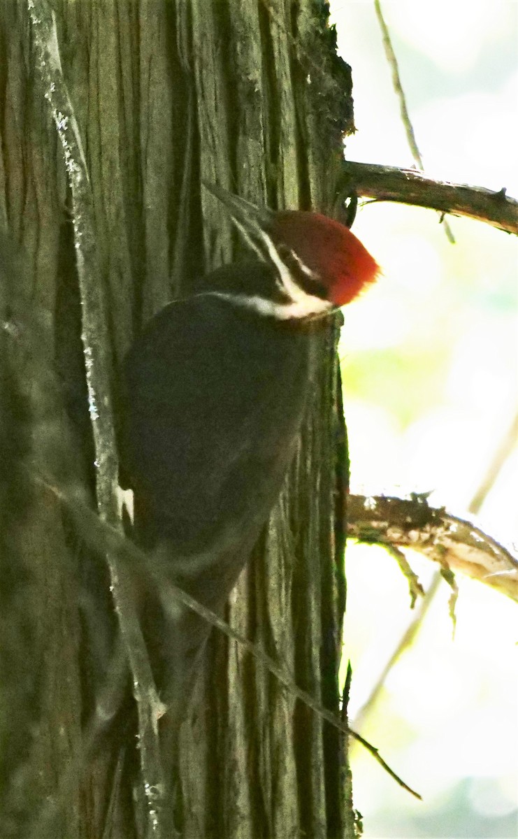 Pileated Woodpecker - ML596340691