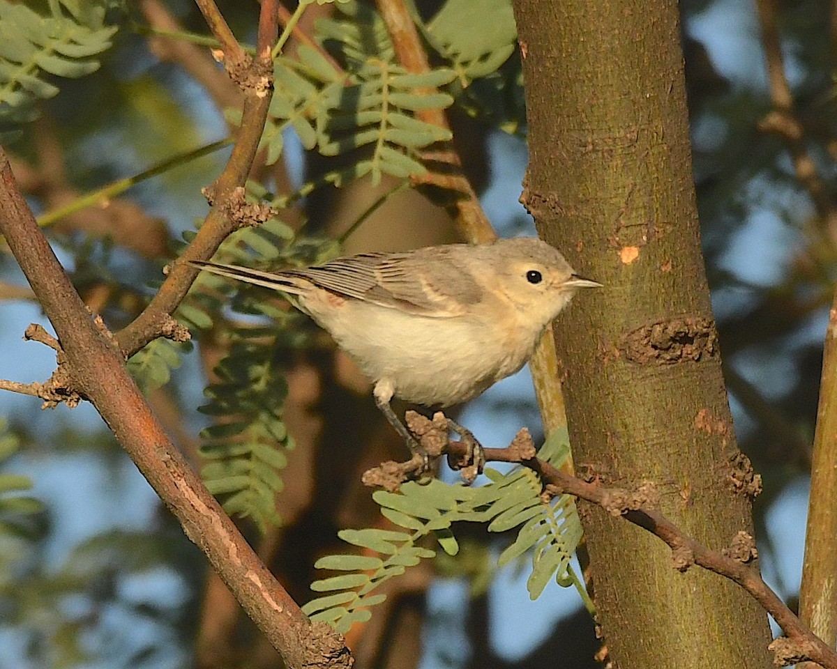 Lucy's Warbler - Ted Wolff