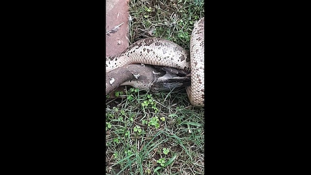 palmedue - ML596340991