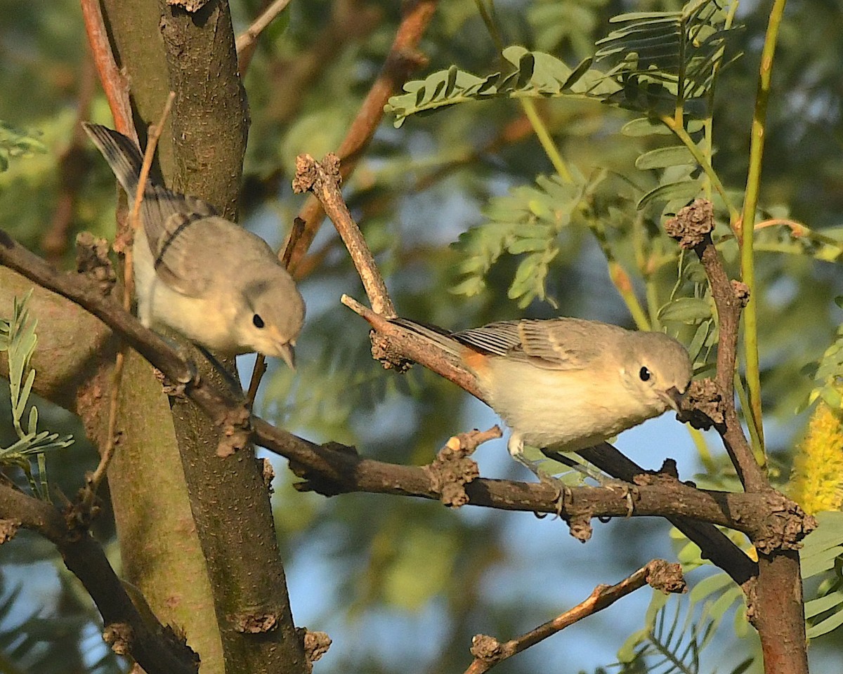 Lucy's Warbler - Ted Wolff