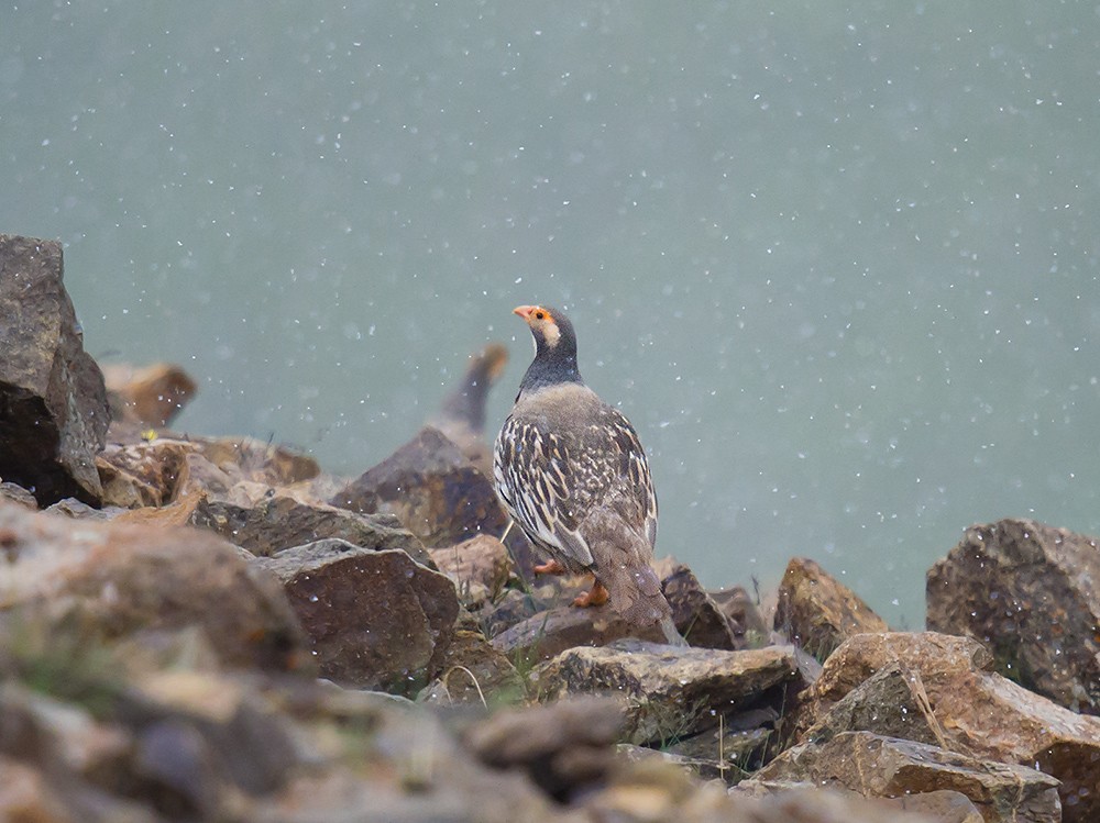 Tibetan Snowcock - ML59634171