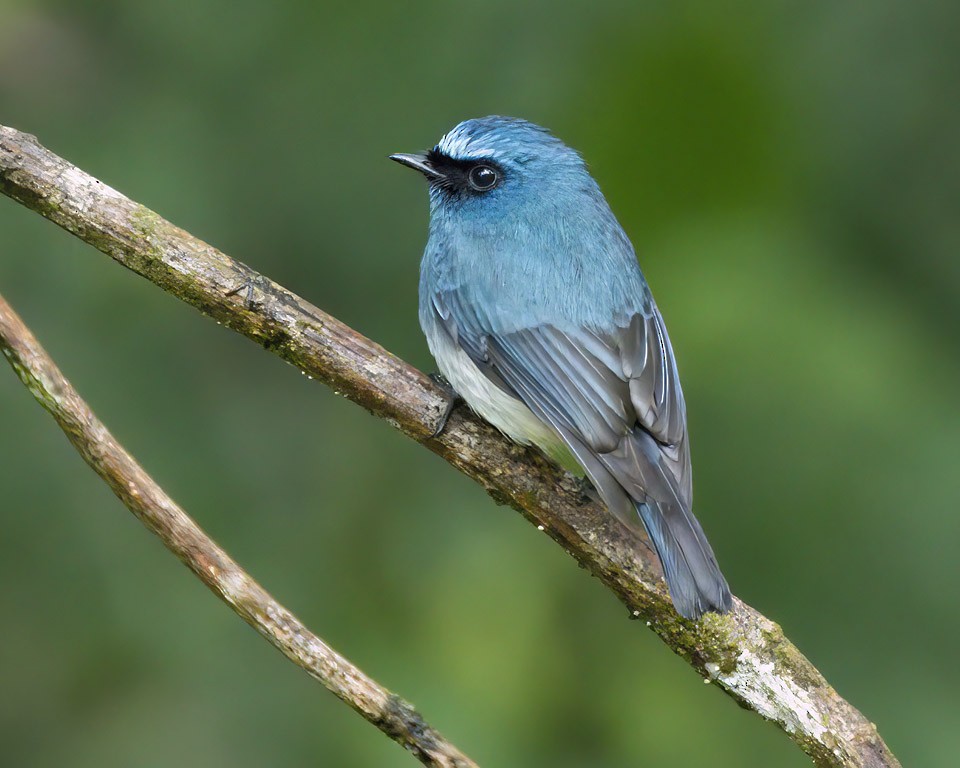 Indigo Flycatcher - Mark Houston