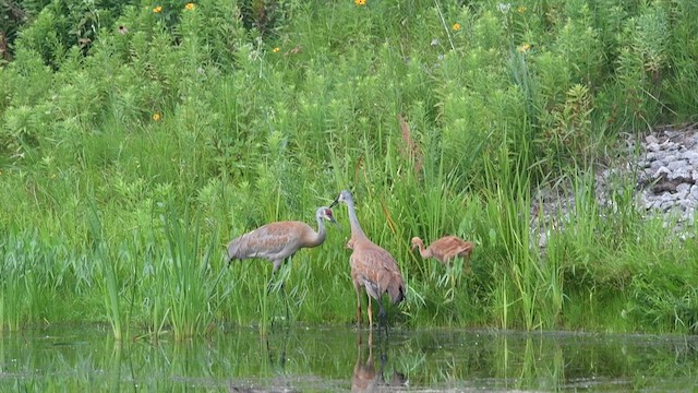 Sandhill Crane - ML596343591