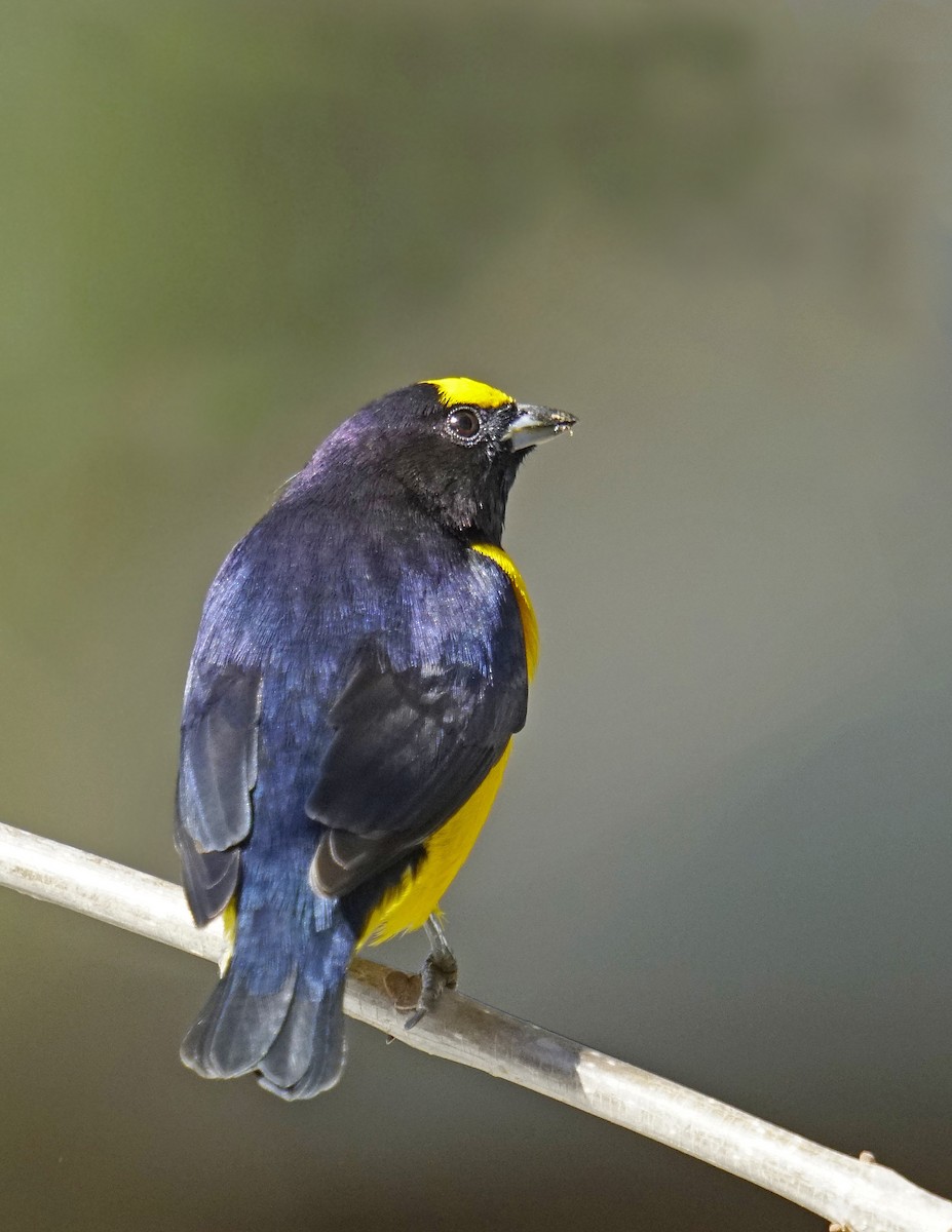 Purple-throated Euphonia - Adrian Antunez