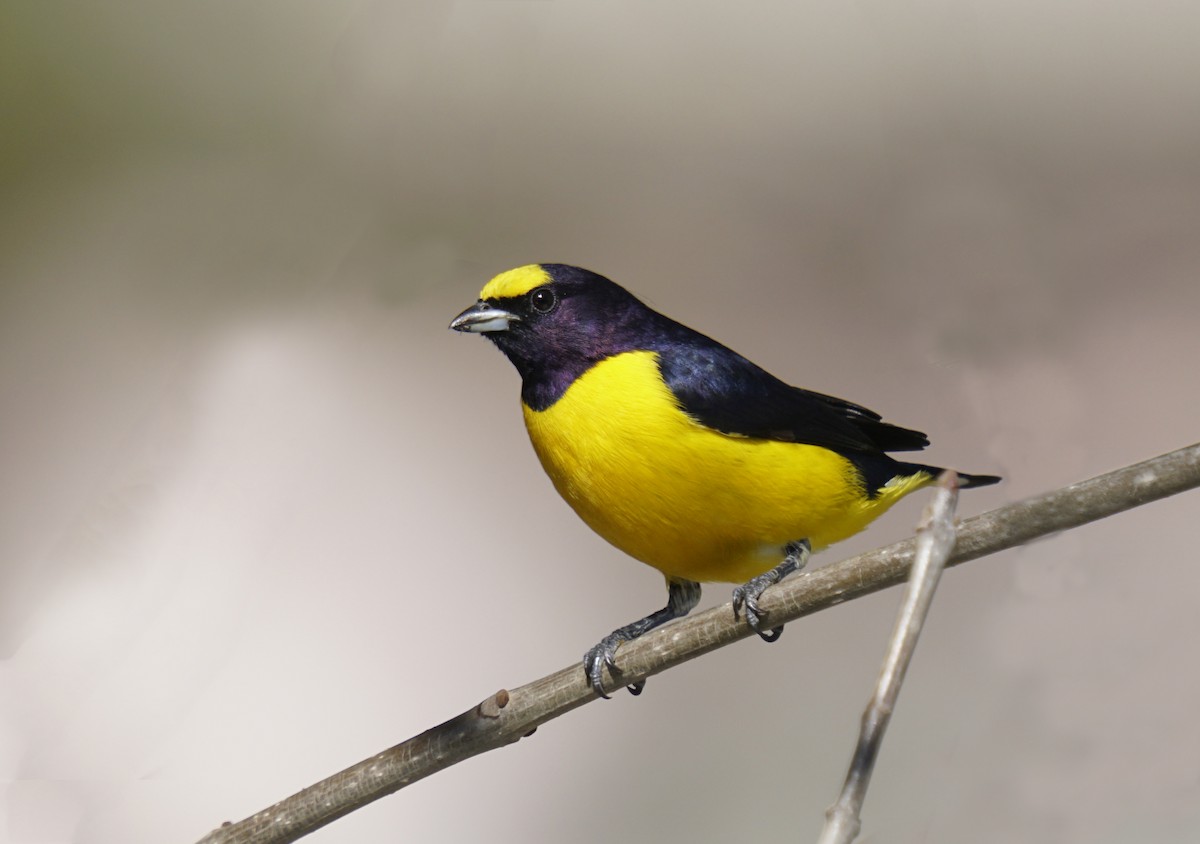 Purple-throated Euphonia - Adrian Antunez