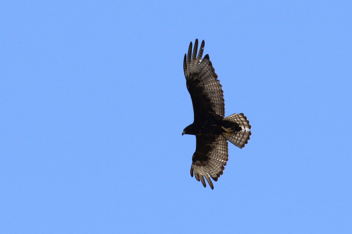 Rußbussard - ML59634461