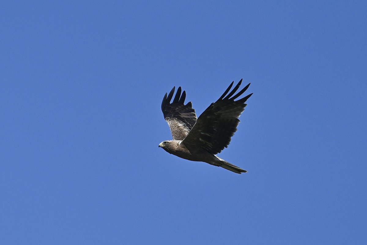 Águila Calzada - ML596344681