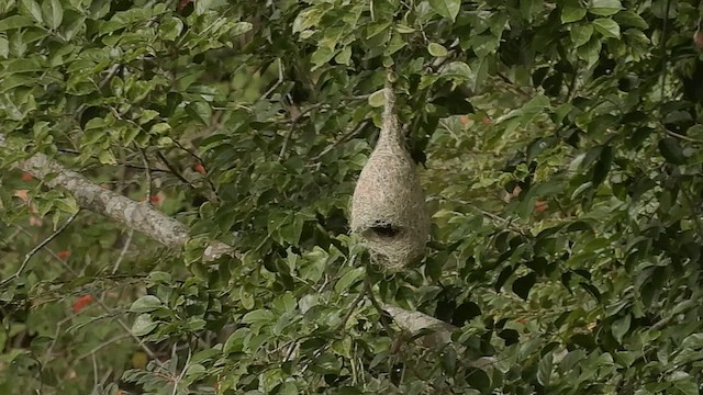 White-rumped Munia - ML596345211