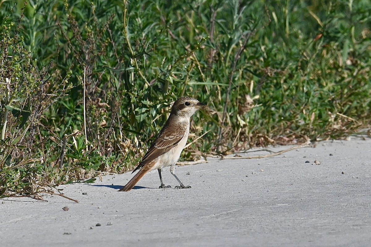 Red-backed Shrike - ML596345491