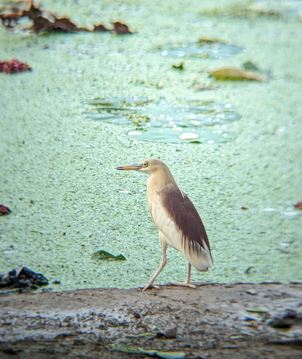 mangrovehegre - ML596345801