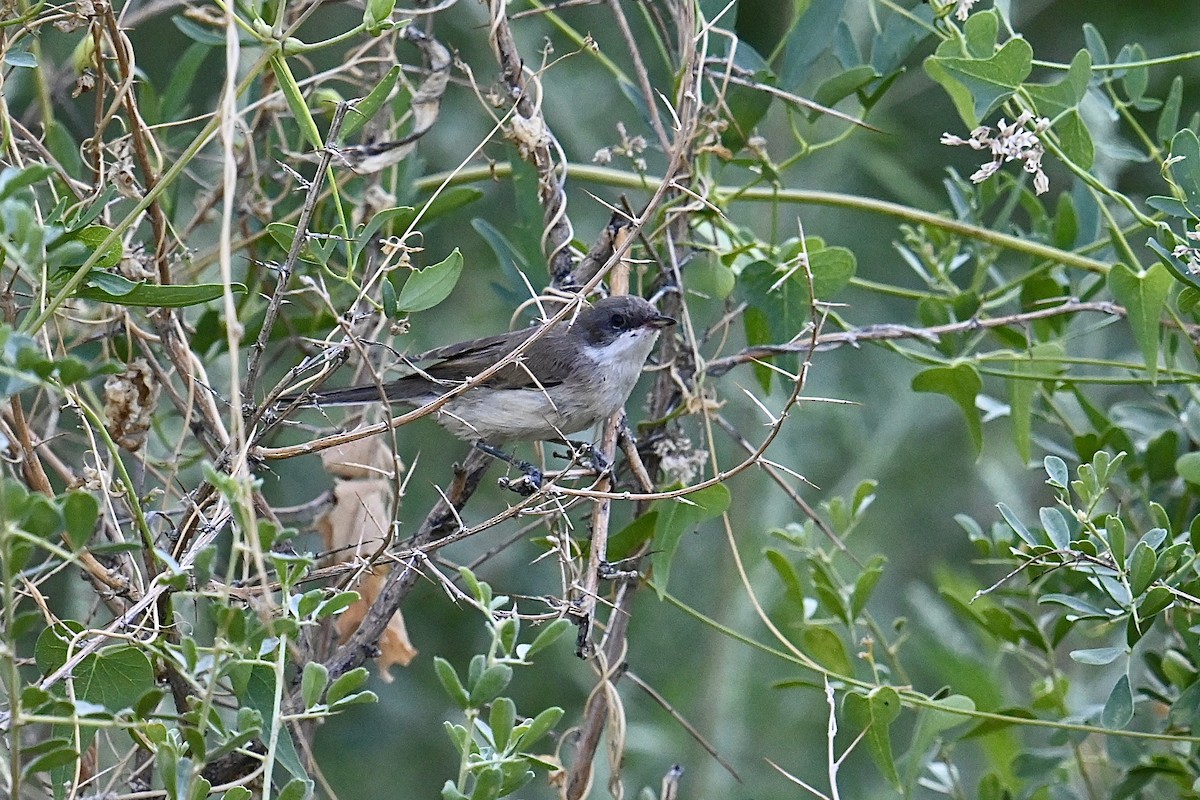 Lesser Whitethroat (Desert) - ML596346521